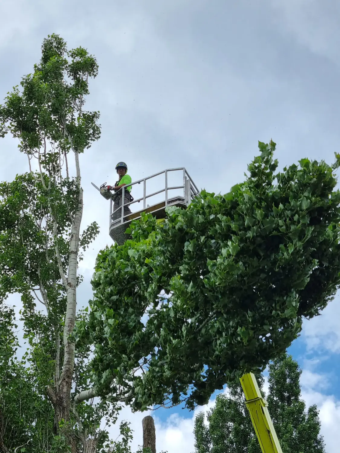 Leistungsspektrum Baumpflege von D&S Schilz 