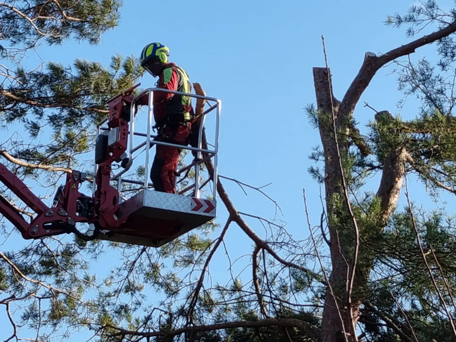Leistungsspektrum Baumpflege von D&S Schilz 