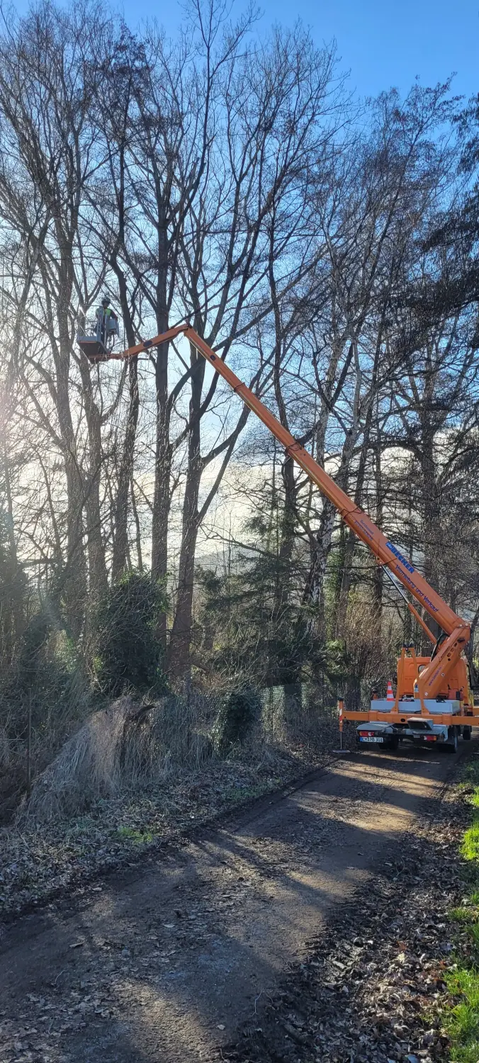 Leistungsspektrum Baumpflege von D&S Schilz 