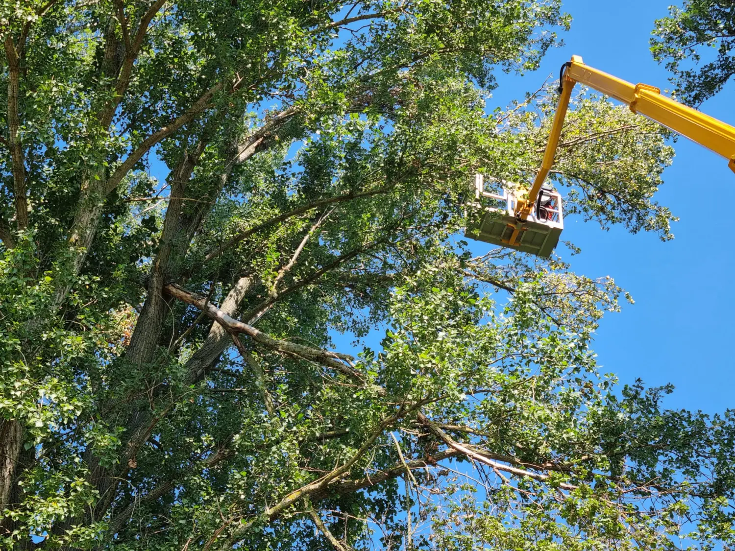 Leistungsspektrum Baumpflege von D&S Schilz 