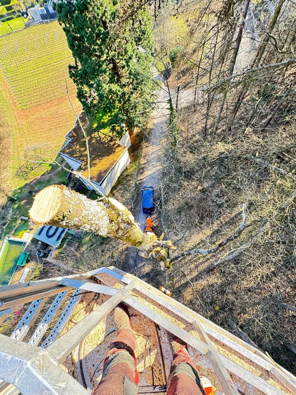 Leistungsspektrum Baumpflege von D&S Schilz 