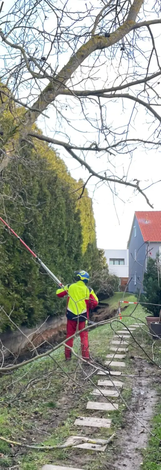 Leistungsspektrum Baumpflege von D&S Schilz 