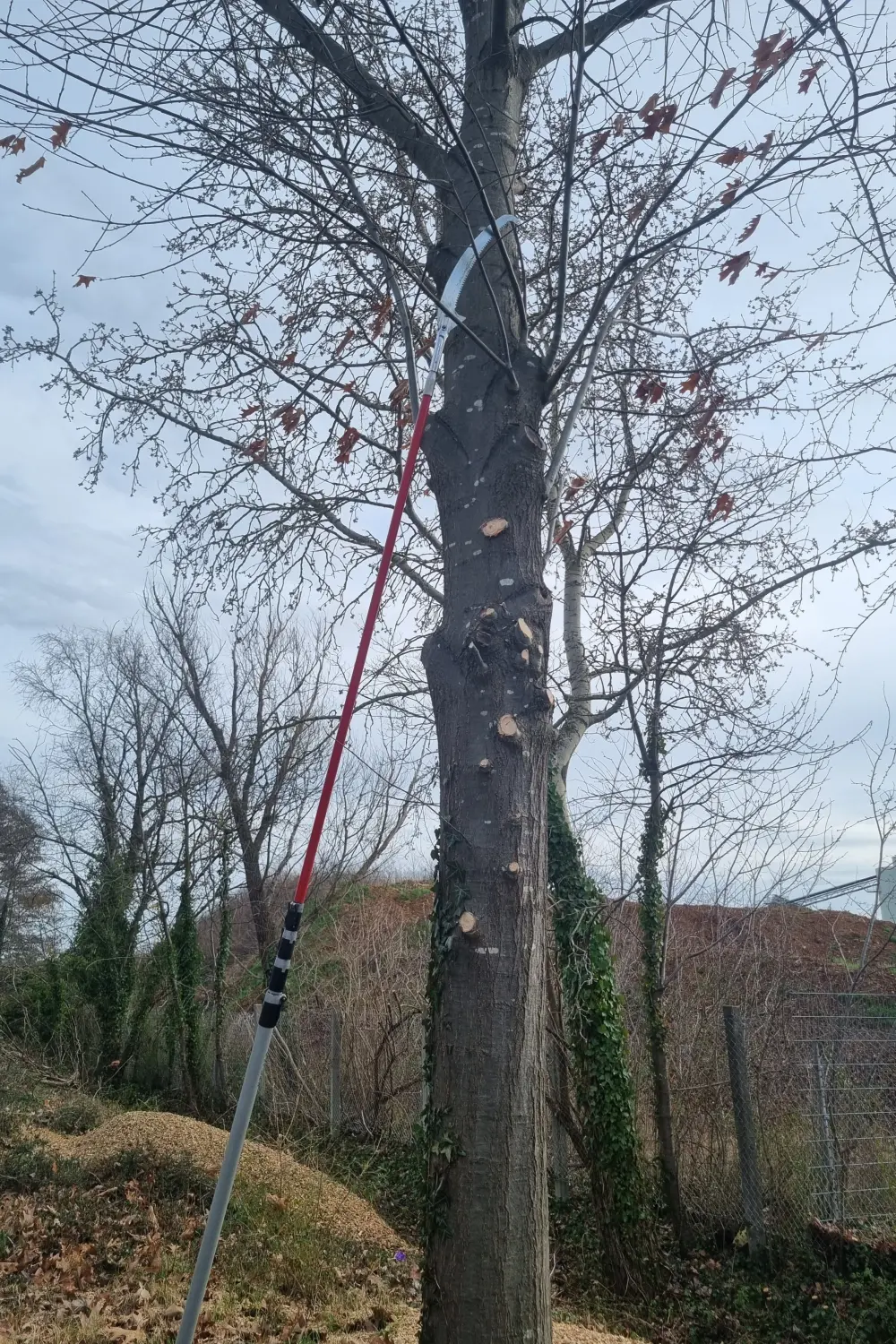 Leistungsspektrum Baumpflege von D&S Schilz 