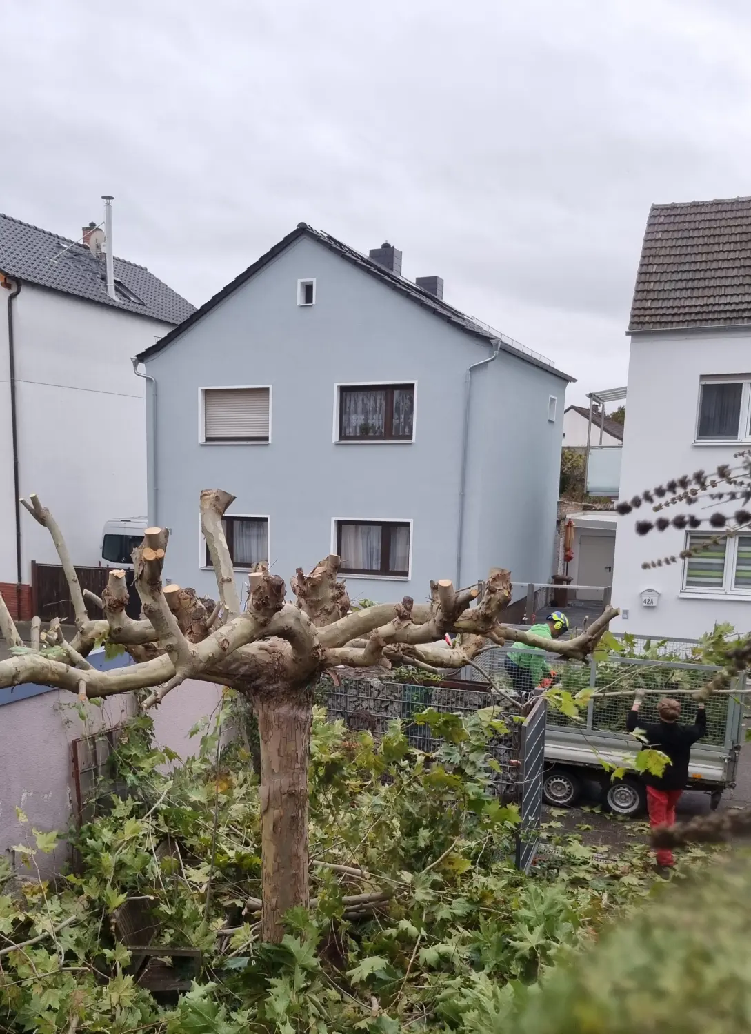 Leistungsspektrum Baumpflege von D&S Schilz 