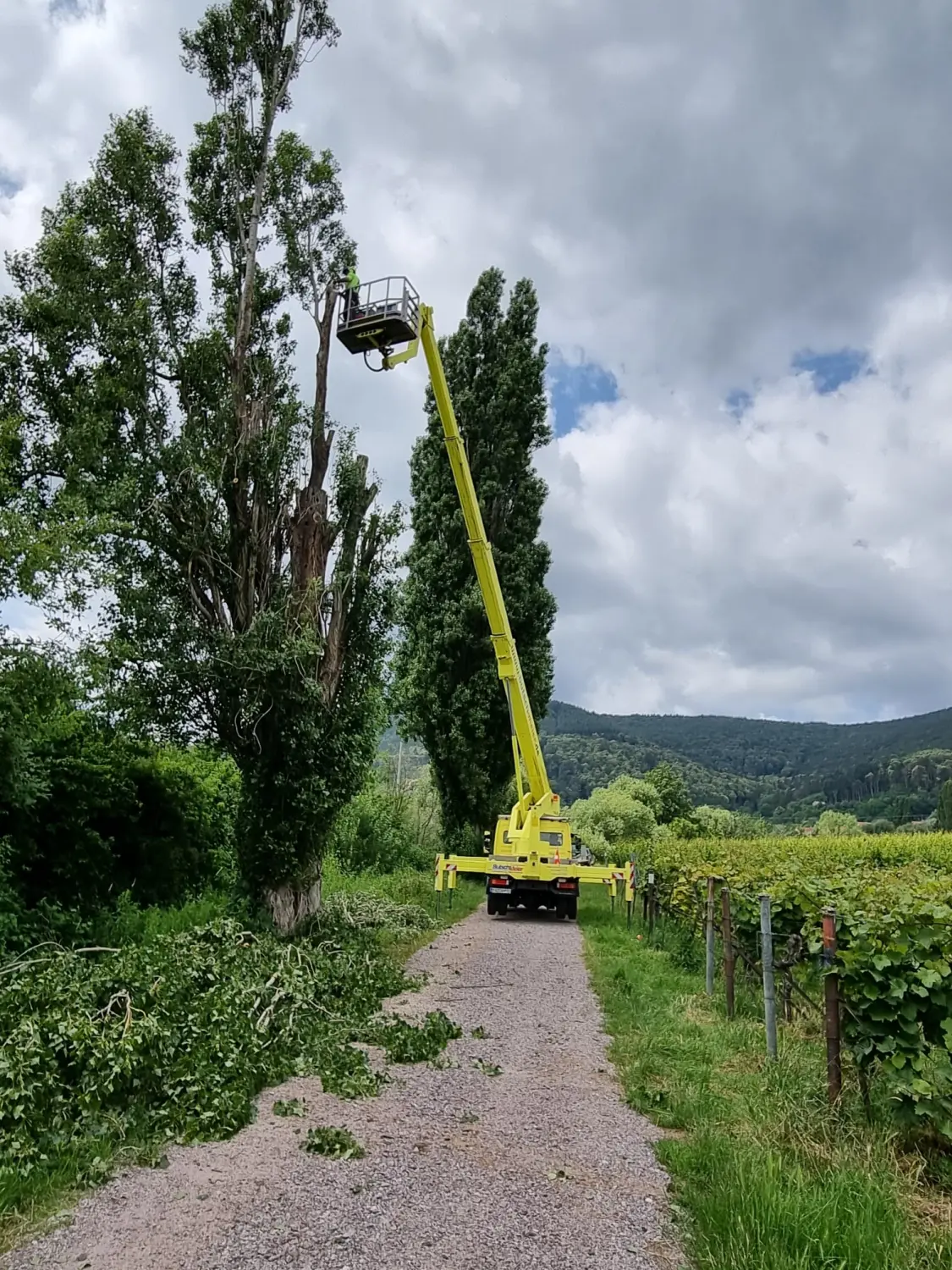 Leistungsspektrum Baumpflege von D&S Schilz 