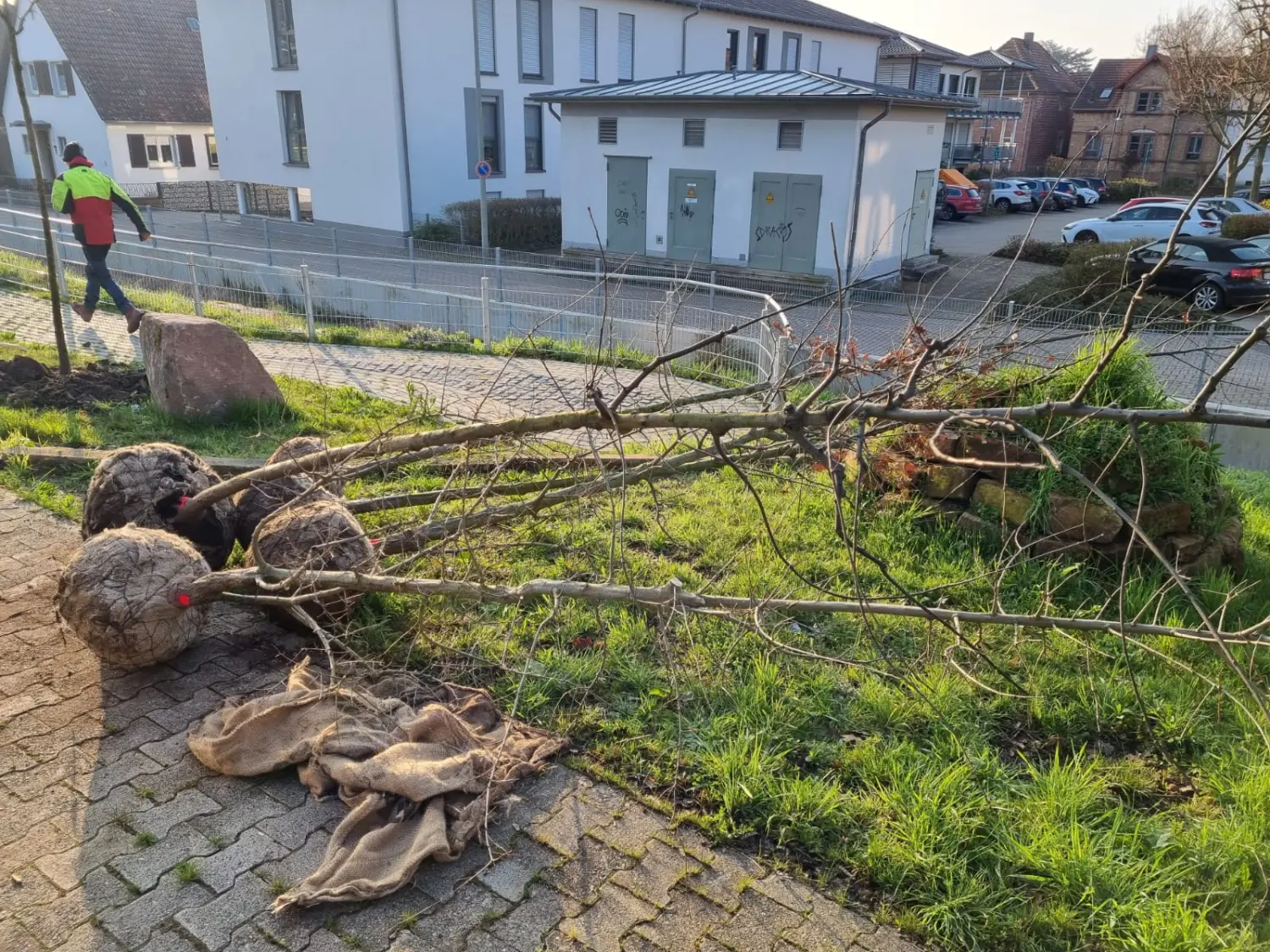 Pflanzungen von D&S Schilz 