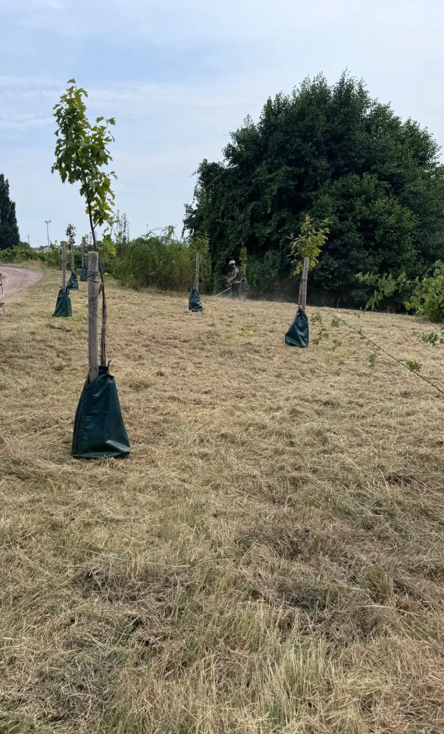 Pflanzungen von D&S Schilz 