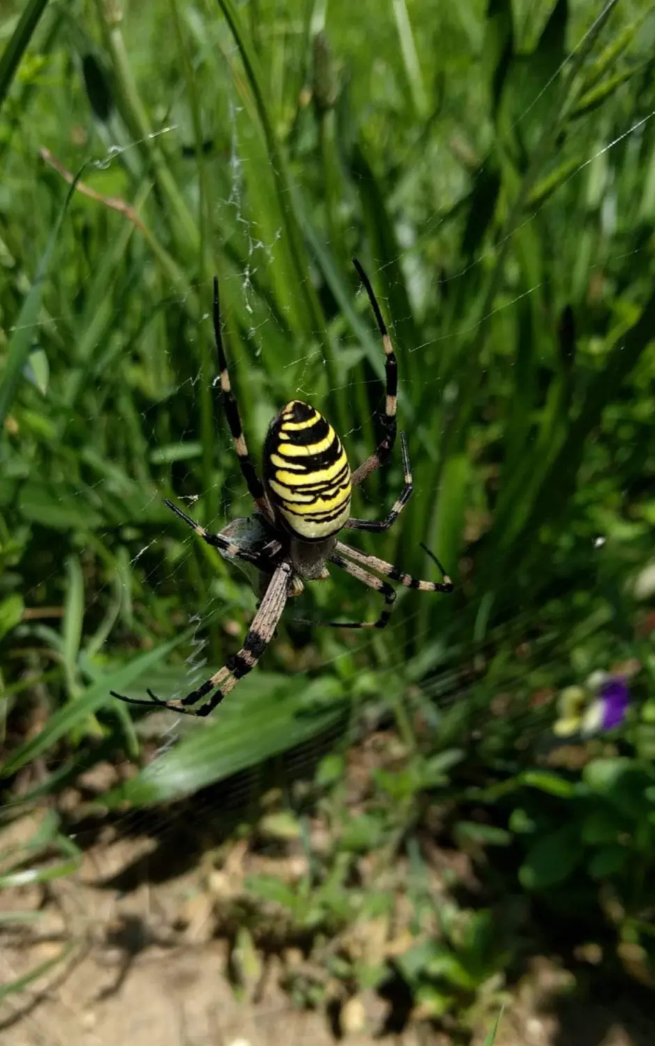 Artenschutz und Neophytenbekämpfungdere von D&S Schilz 