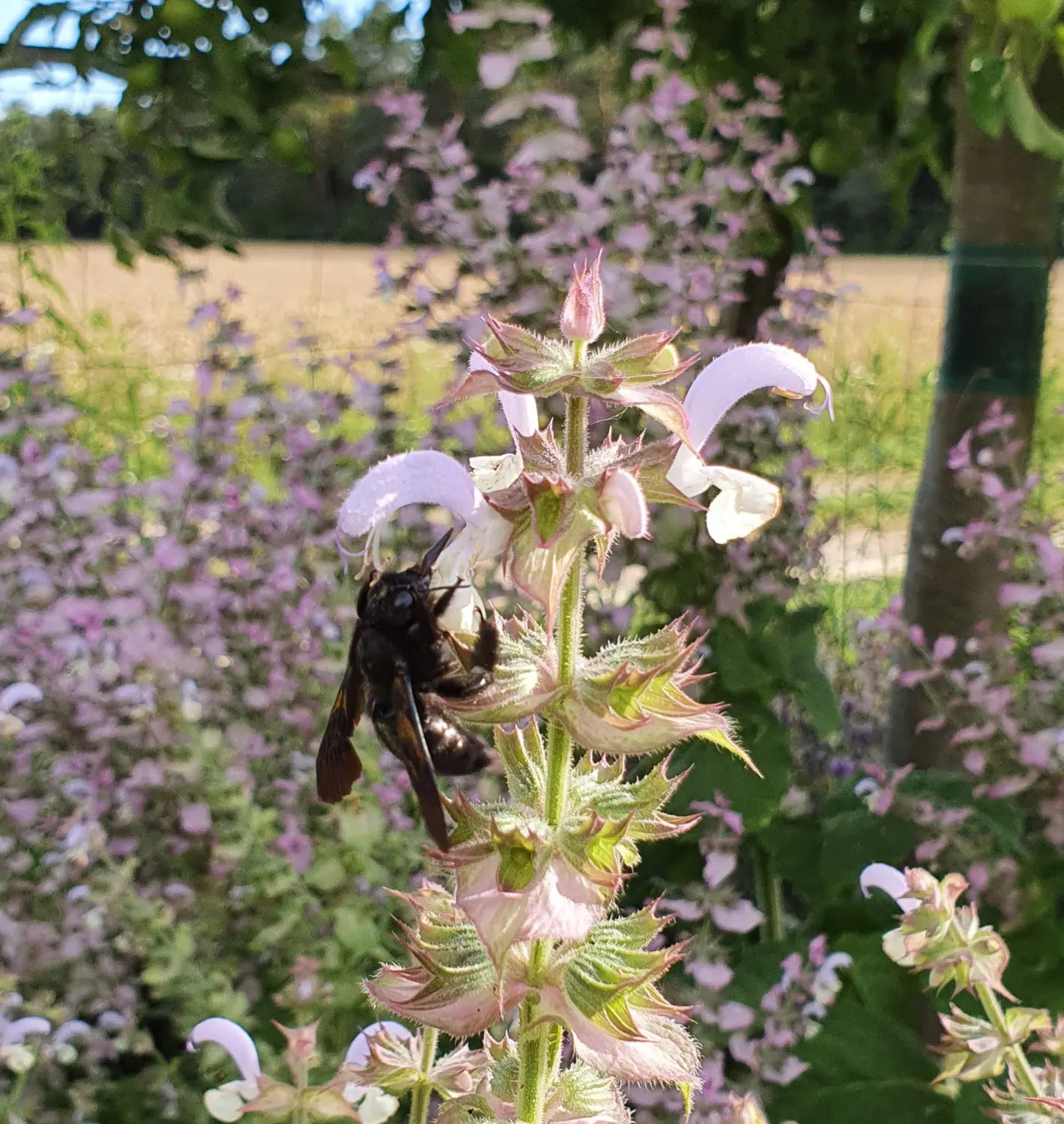 Artenschutz und Neophytenbekämpfungdere von D&S Schilz 