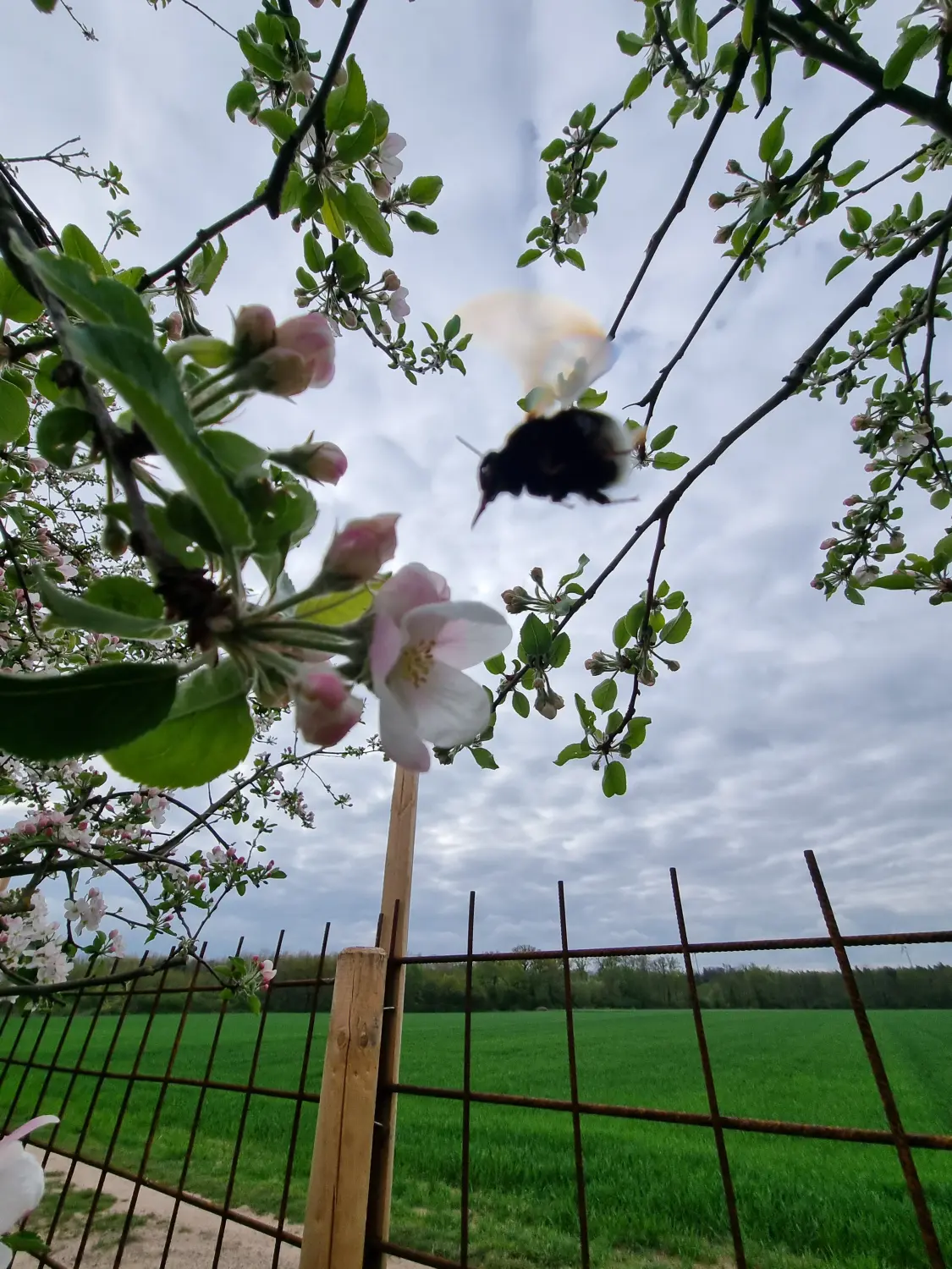 Artenschutz und Neophytenbekämpfungdere von D&S Schilz 