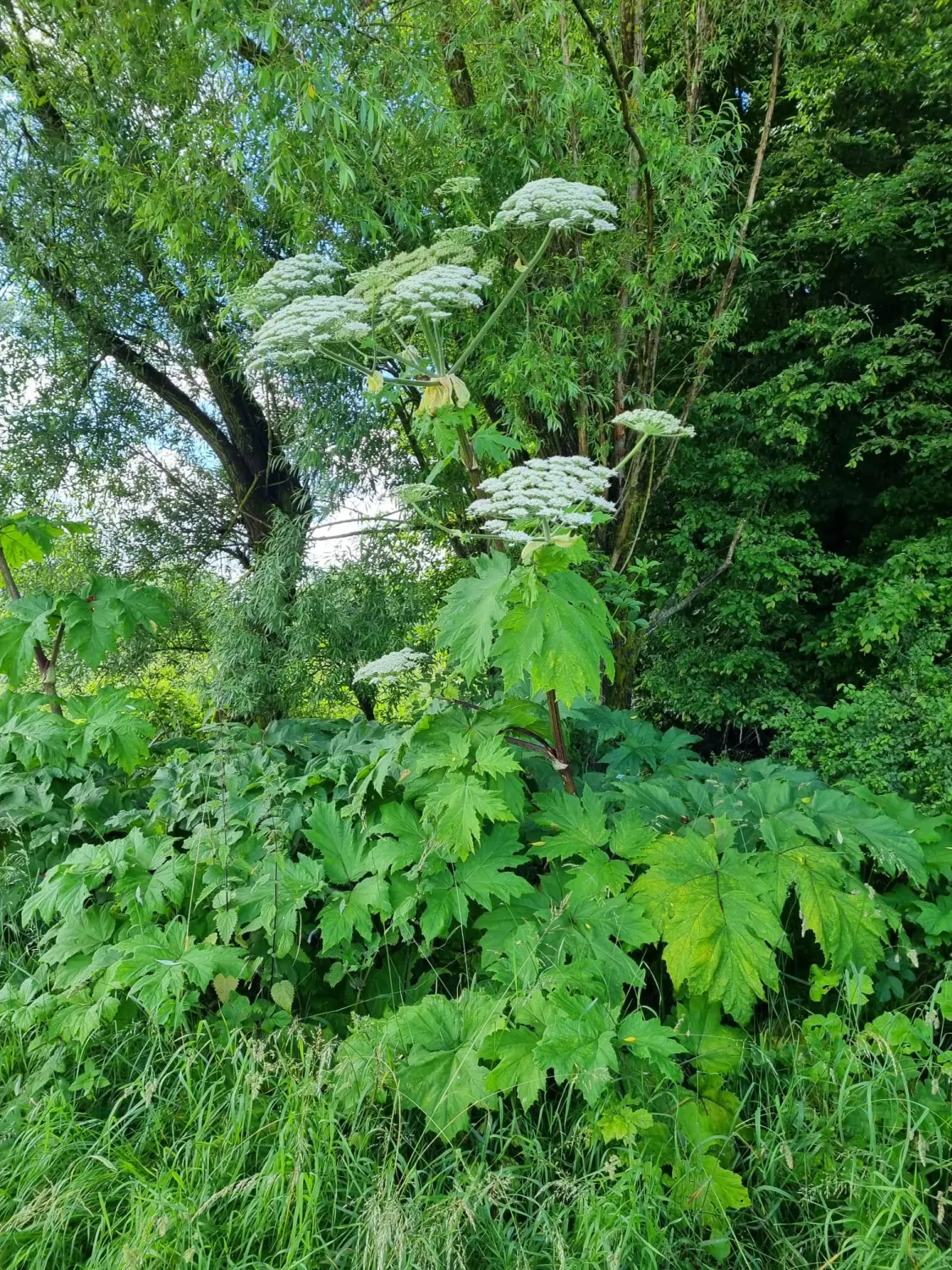 Artenschutz und Neophytenbekämpfungdere von D&S Schilz 