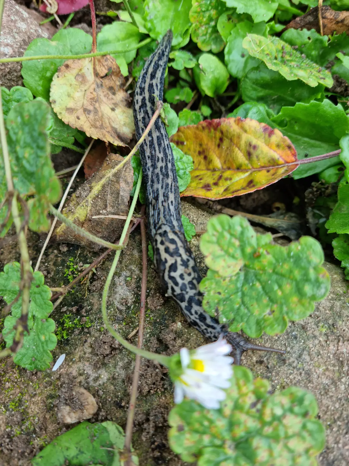 Artenschutz und Neophytenbekämpfungdere von D&S Schilz 