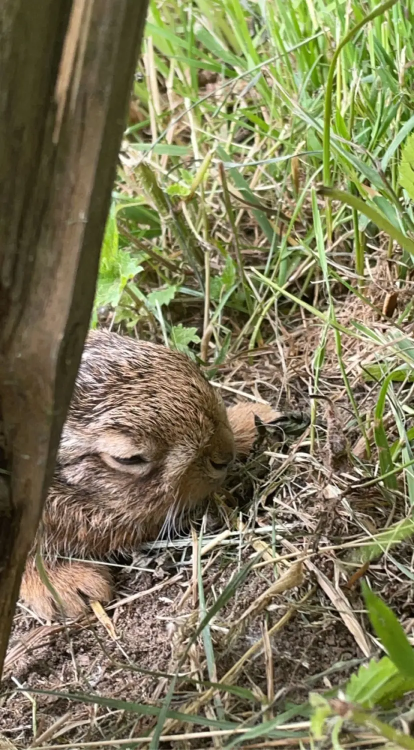 Artenschutz und Neophytenbekämpfungdere von D&S Schilz 