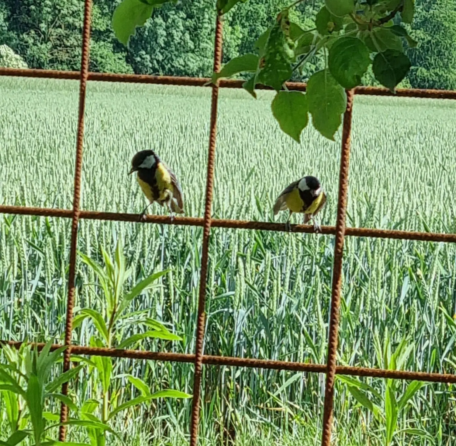 Artenschutz und Neophytenbekämpfungdere von D&S Schilz 