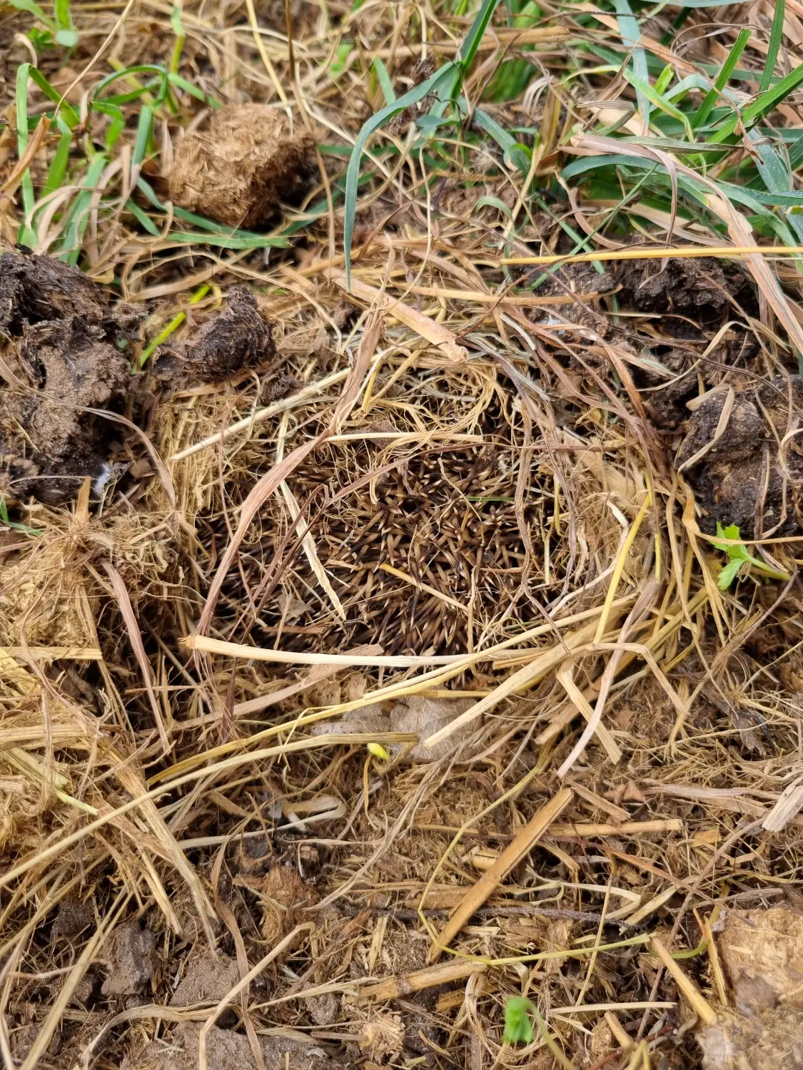 Artenschutz und Neophytenbekämpfungdere von D&S Schilz 