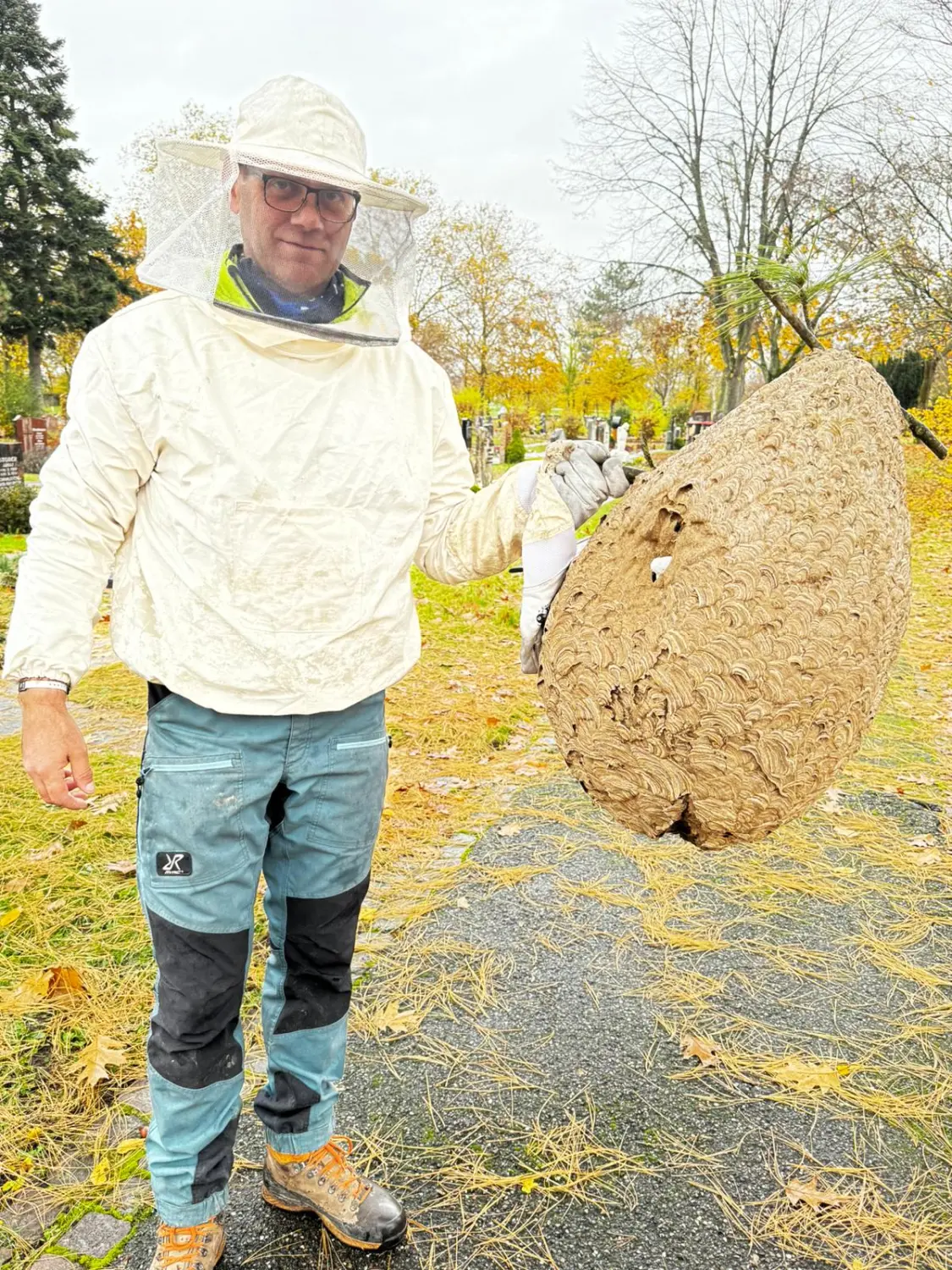 Asiatische Hornisse von D&S Schilz 