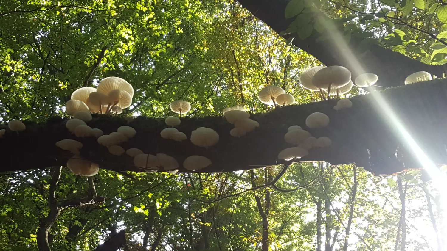 Artenschutz und Neophytenbekämpfungdere von D&S Schilz 