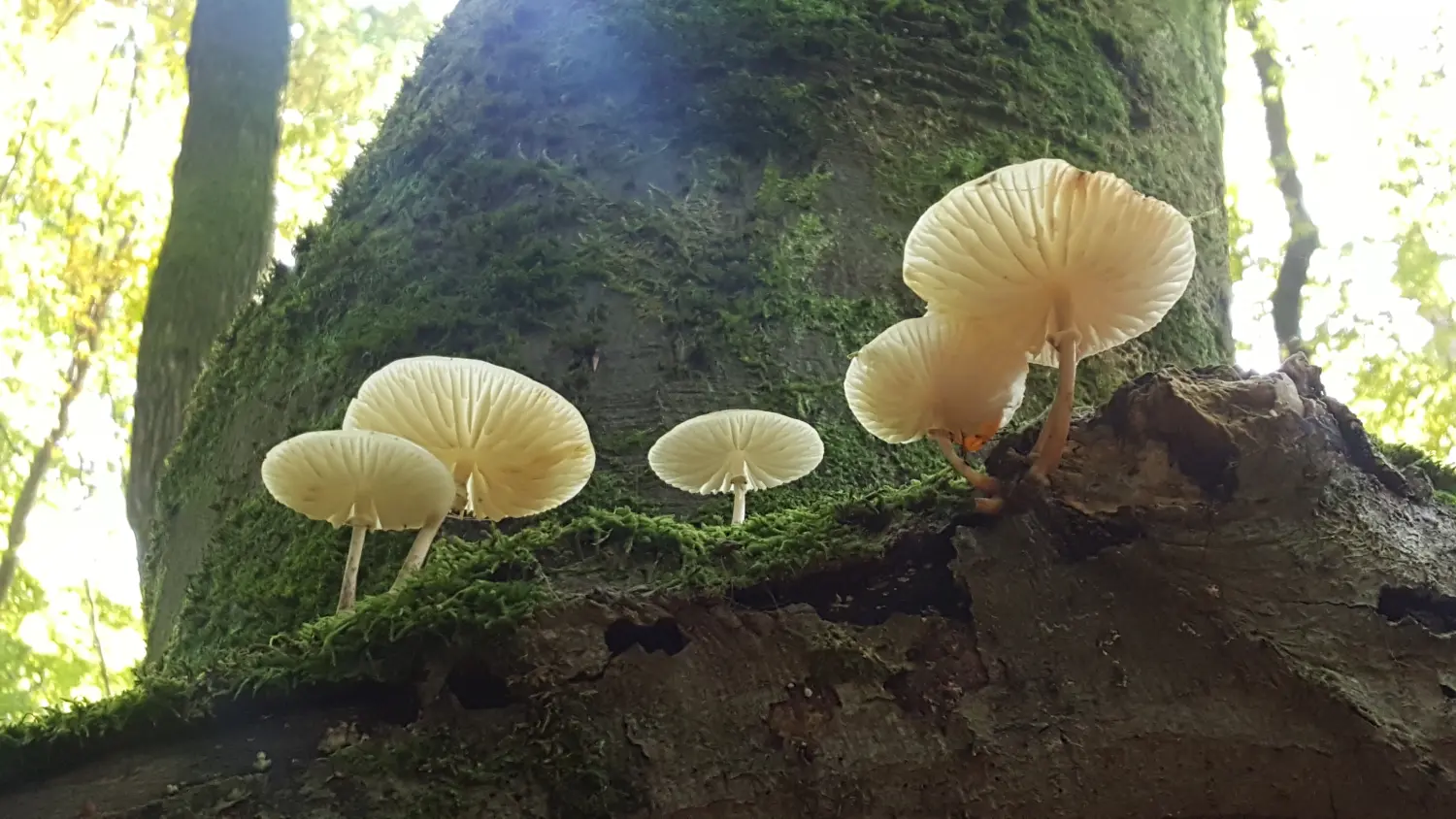 Artenschutz und Neophytenbekämpfungdere von D&S Schilz 