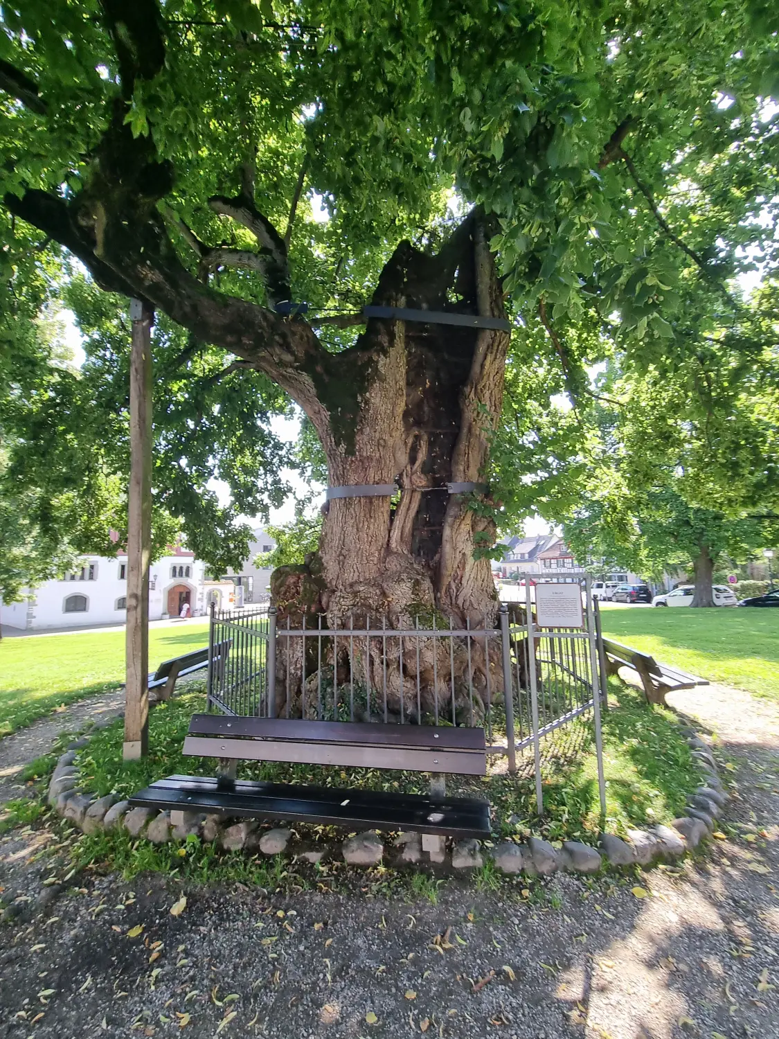 Leistungsspektrum Baumpflege von D&S Schilz 