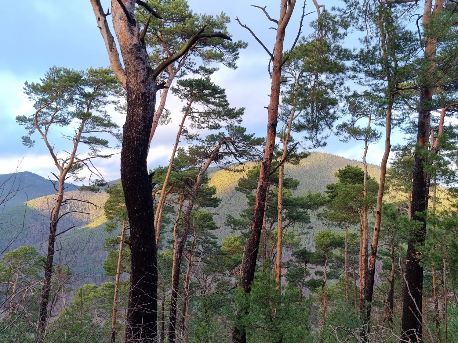 Artenschutz und Neophytenbekämpfungdere von D&S Schilz 