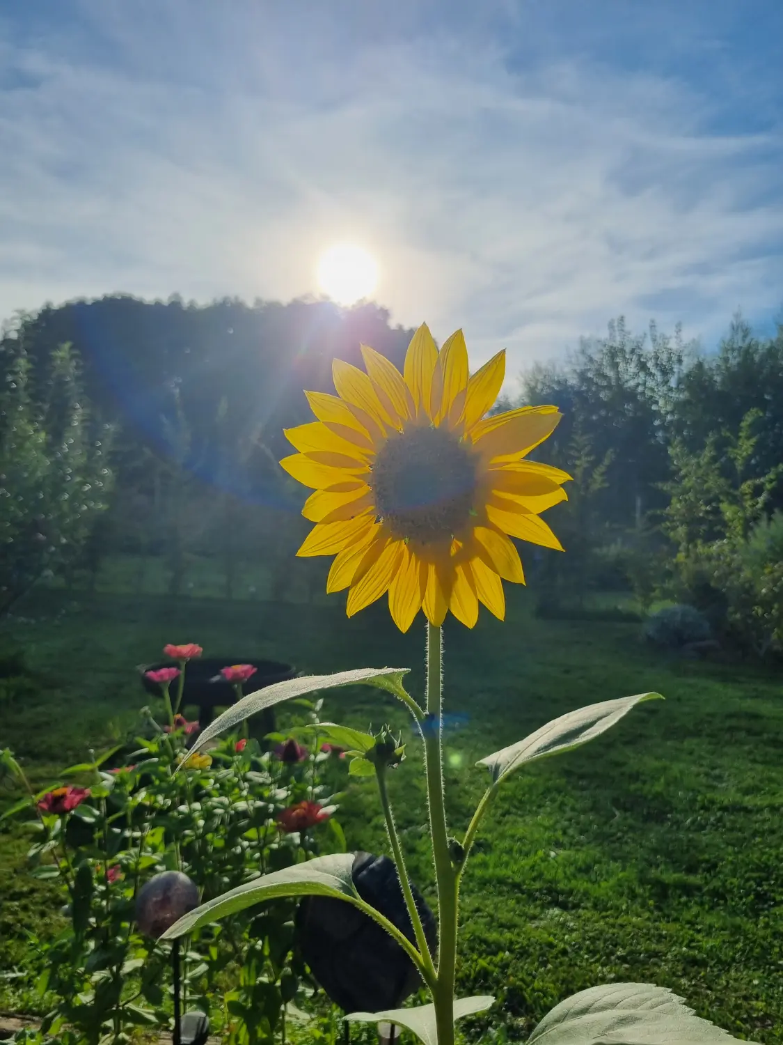 Artenschutz und Neophytenbekämpfungdere von D&S Schilz 