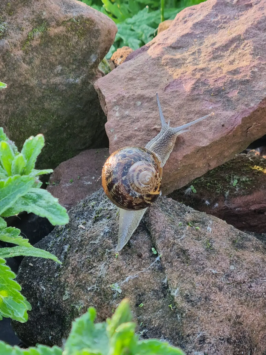 Artenschutz und Neophytenbekämpfungdere von D&S Schilz 