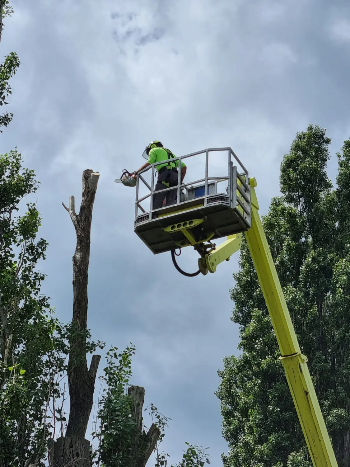 Leistungsspektrum Baumpflege nach ZTV von D&S Schilz 