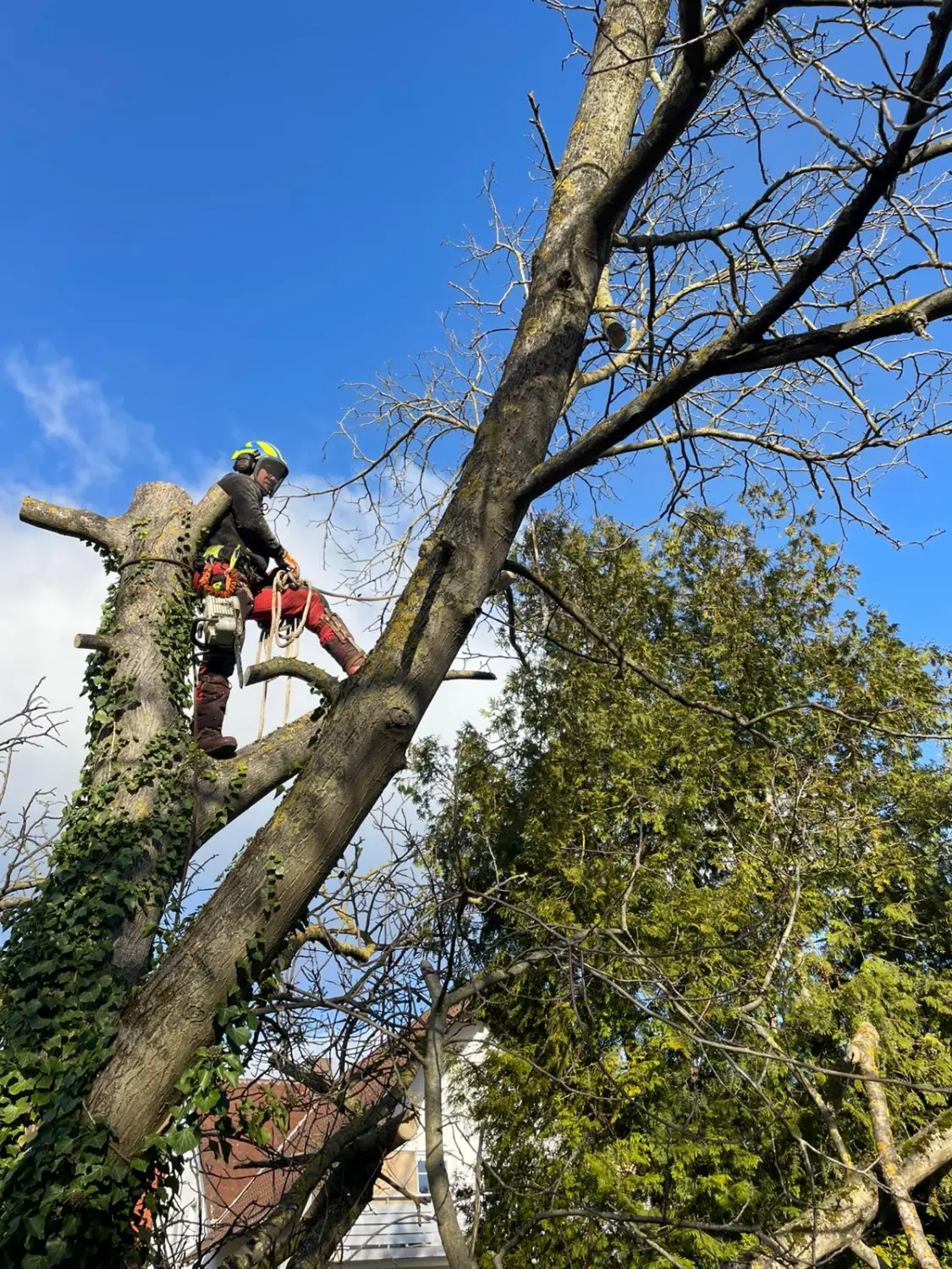 Leistungsspektrum Baumfällungen von D&S Schilz 