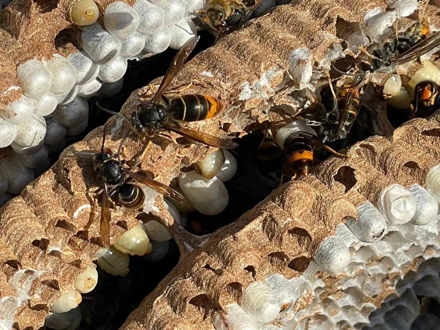 Asiatische Hornisse Nestentfernung von D&S Schilz 